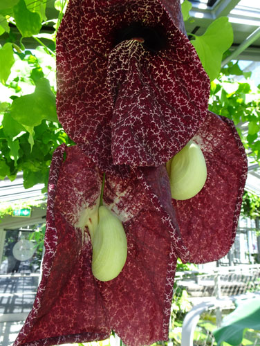 Berlin Botanischer Garten