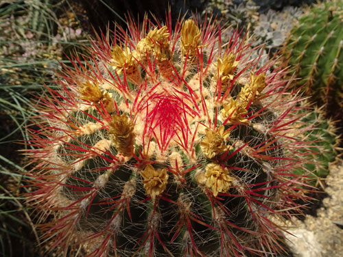 Kaktus Botanischer Garten Berlin