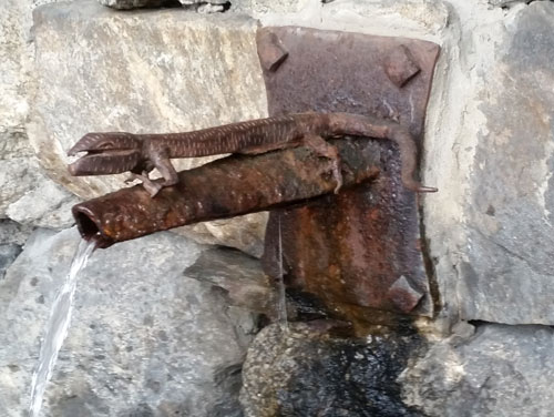 Eidechserl am Brunnen