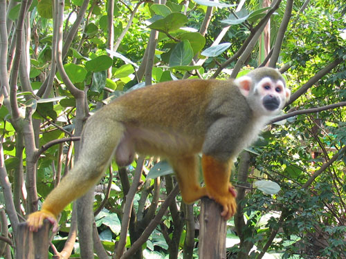 Affe im Baum