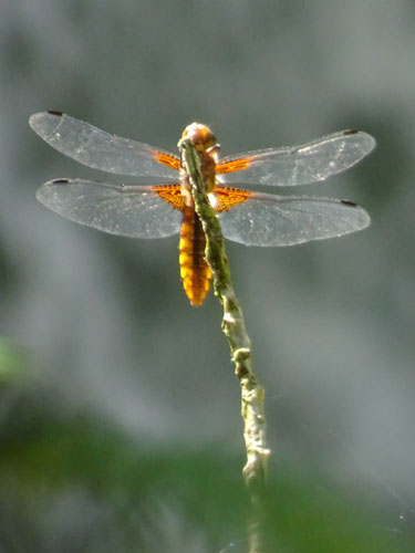 Libelle vor Wasserfall