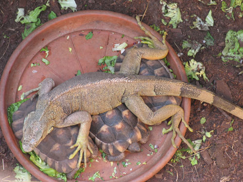 Echse auf Schildkröten