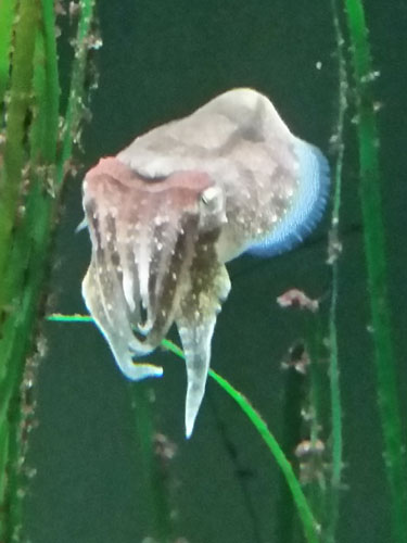 Oktopus