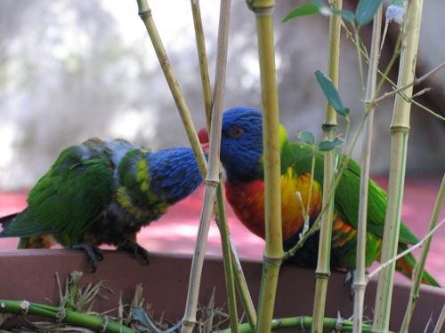 Papagei und Mamagei