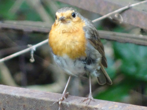 Berliner Spatz