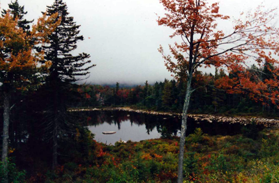 Lily pond, New Hampshire