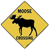 Moose crossing